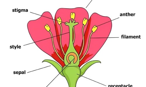 嫩白蒿的吃法大全-【白蒿的10种家常做法】白蒿野菜 - 嫩白蒿的吃法网